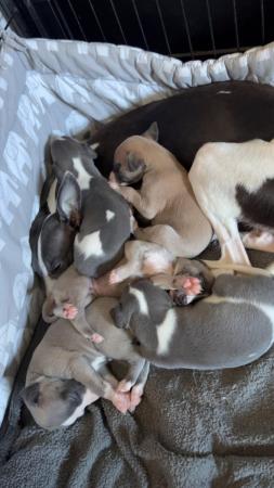 Image 5 of KC registered whippet puppies