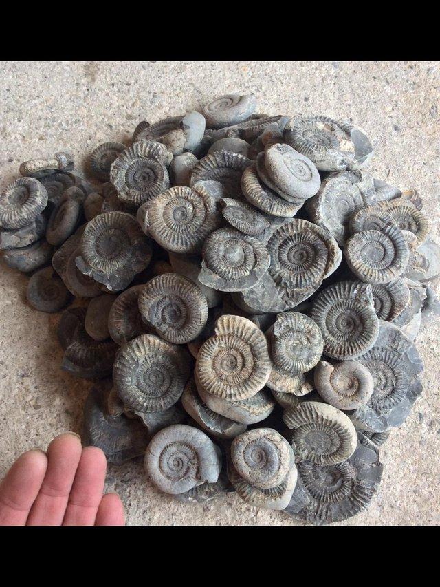 Preview of the first image of Fossil ammonites for sale various sizes.