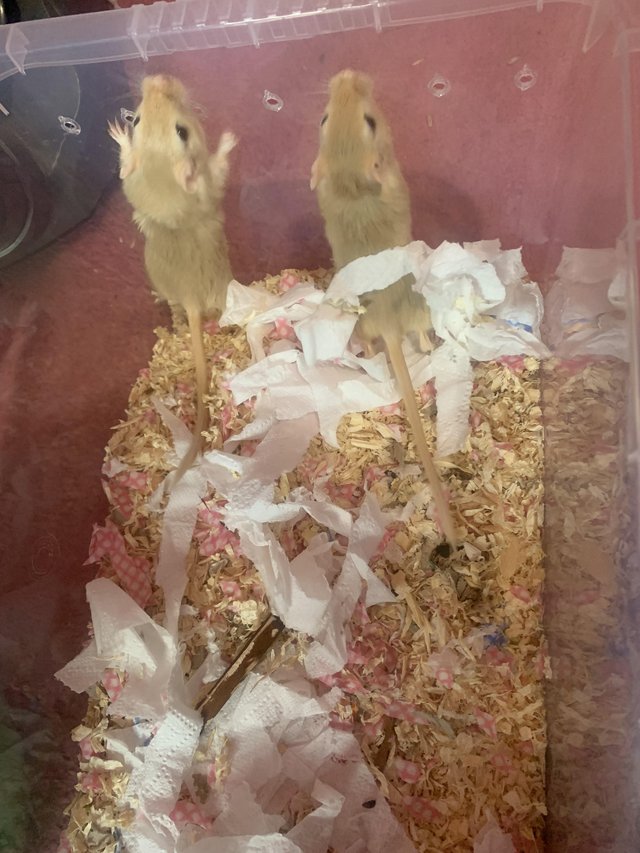 Preview of the first image of 8 week old mixed colour gerbils.