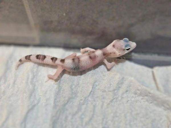 Image 5 of Baby leopard geckos ready to be reserved!