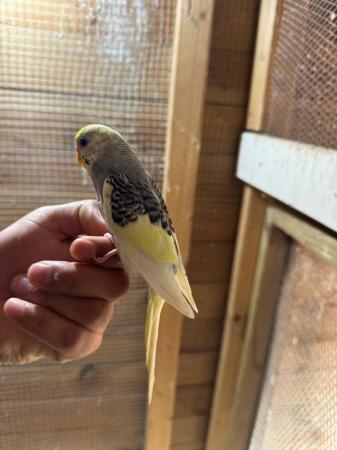 Image 1 of Baby budgies for sale £30 each collection mk404nn