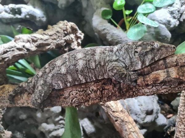 Image 1 of Adult female leachianus gecko leachie cb19