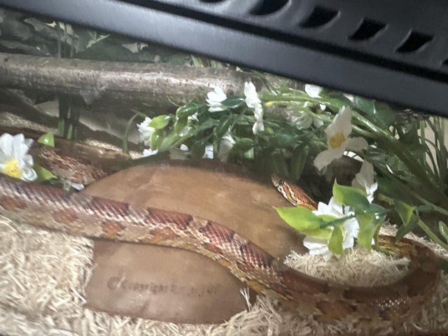Preview of the first image of Corn Snake and Full Set Up.
