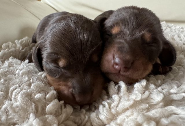 Image 3 of Quality Chocolate miniature dachshund puppies