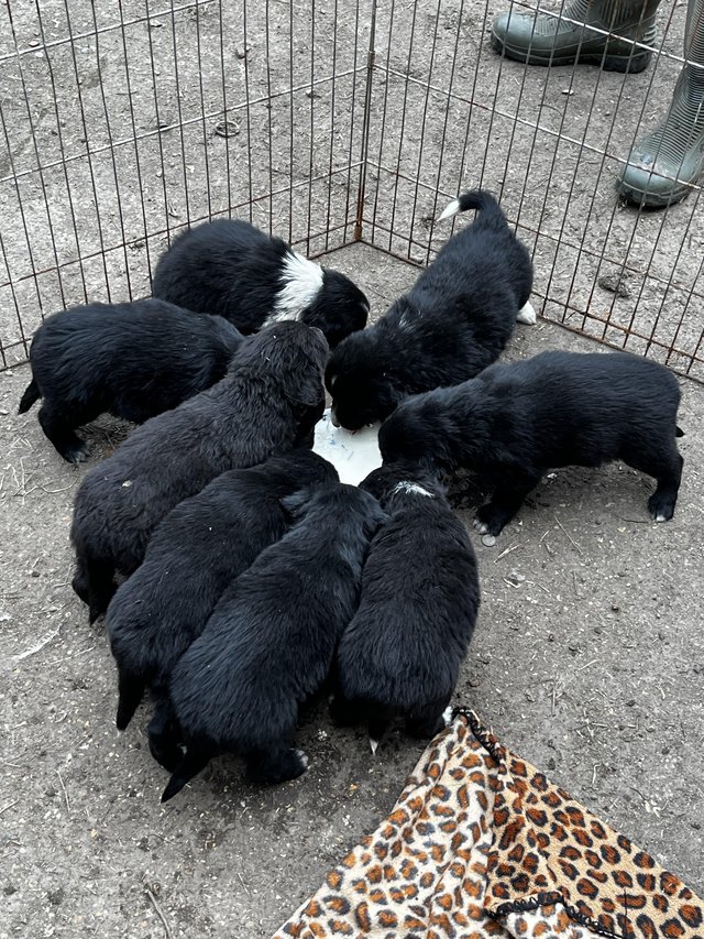 Preview of the first image of Collie x puppies 4 girls one boy left.
