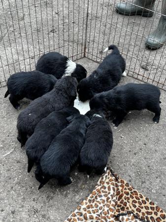 Image 1 of Collie x puppies 4 girls one boy left