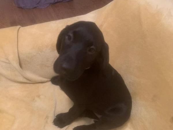 Image 26 of Quality KC Registered Health Tested Parents Labrador Puppies