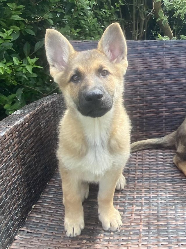 Preview of the first image of Fully vaccinated , healthy German Shepherd Puppies.