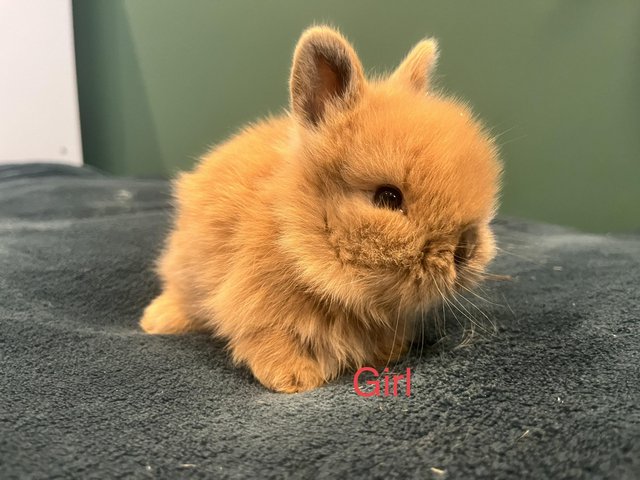 Preview of the first image of Mini double manned lionhead bunnies.