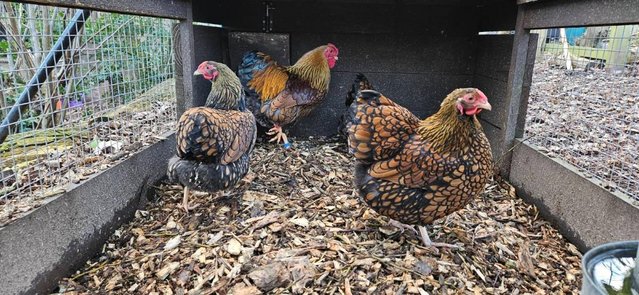 Image 3 of Gold Laced Wyandotte Bantams (3 Hens + 1 Cockerel)