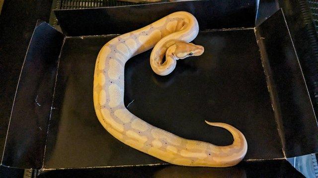 Image 1 of Various Royal Python's Available
