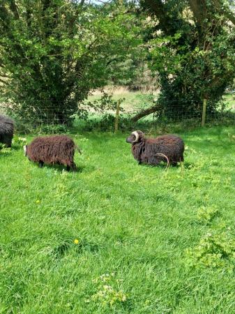 Image 1 of 2 Hebridean ram lambs for sale