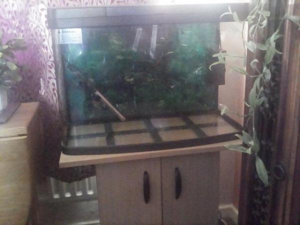 Image 3 of Two foot tropical fish tank free to any one