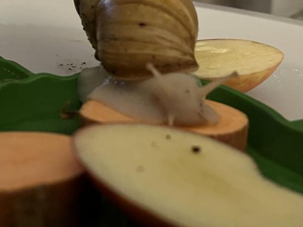 Image 2 of Two giant African land snail with enclosure