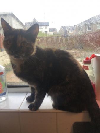 Image 5 of 1 year old female tortie cat