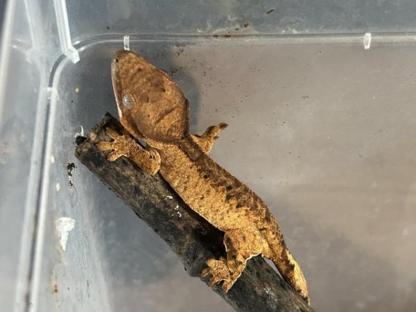 Image 2 of 2 Dalmatian crested geckos for sale