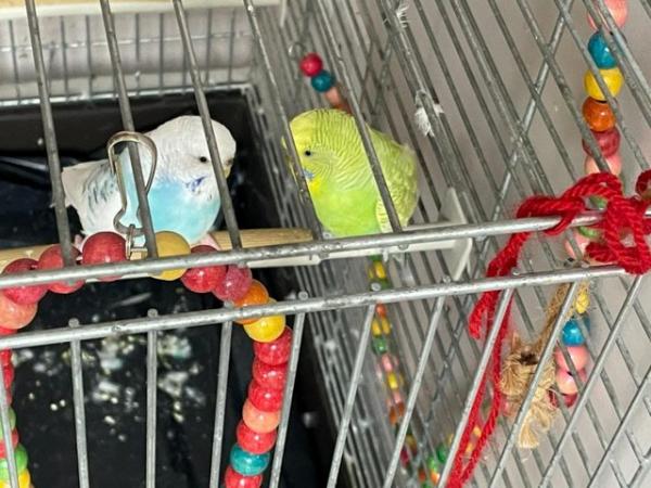 Image 4 of Two Budgies (Male+Female) +Cage+Brid Toys