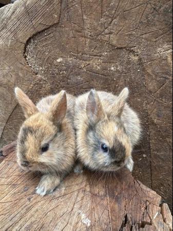 Image 12 of Lovely litter of Netherland dwarf baby rabbits.