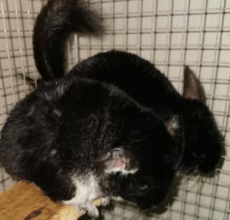 Image 2 of Various Adult chinchillas for sale from £40