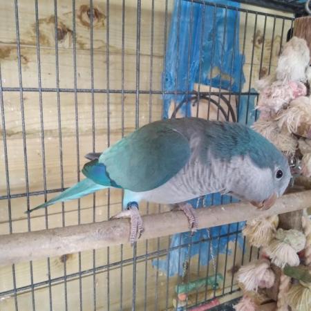 Image 3 of Blue Quaker Parrot Healthy and Active