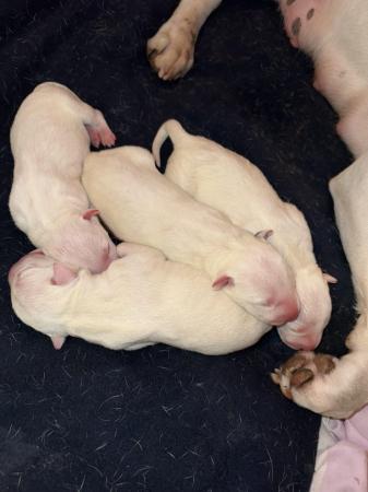 Image 3 of 1 Male, 2 Female KC Registered Bull Terrier Puppies