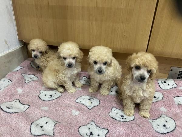 Image 7 of READY NOW Toy Poodle puppies (DNA Health tested parents)
