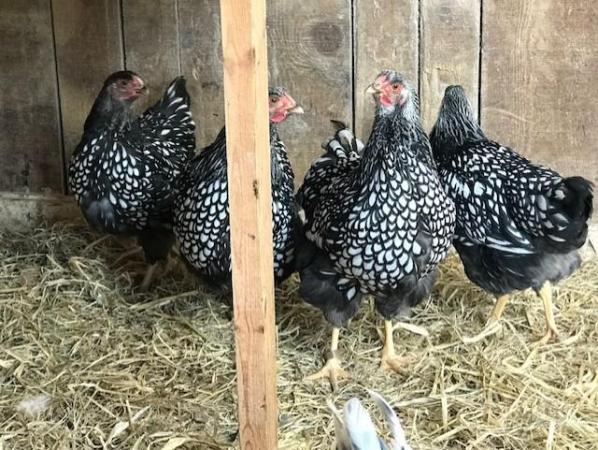 Image 4 of Silver Laced Wyandotte Large fowl Hatching eggs