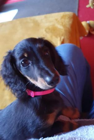 KC registered Miniature dachshund puppy for sale in Telford, Shropshire - Image 1