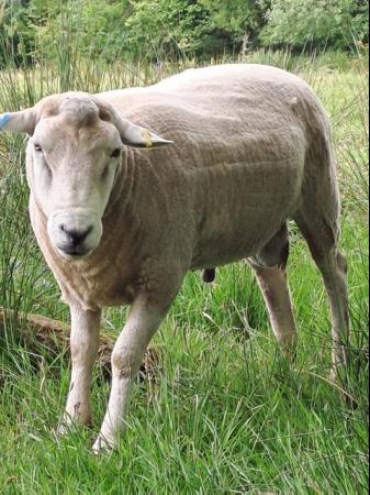 Image 1 of Lleyn Breeding Ram 3 Years Old