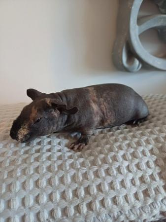 Image 3 of Skinny pig babies ready to leave for new homes