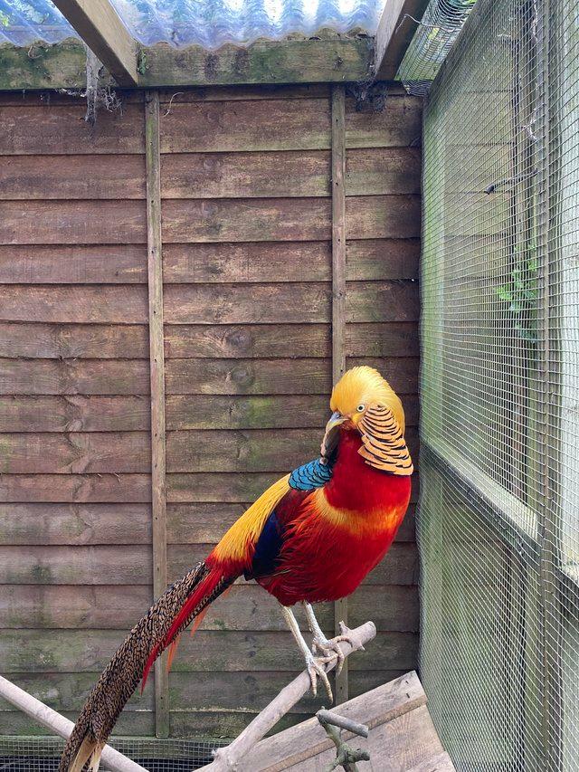 Preview of the first image of Golden pheasant male hatched 2023.