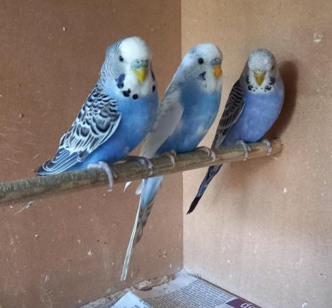 Image 5 of This year's young Budgies.