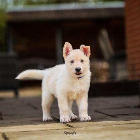 Image 5 of White GSD Puppies for sale