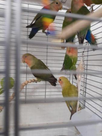 Image 11 of Gorgeous Green young Peachface Lovebirds