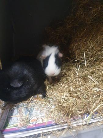 Image 6 of Guinea Pigs 4 sows complete with hutch and outdoor run