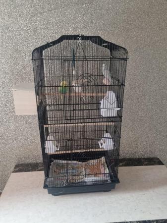 Image 3 of 3 Budgies for sale with cage