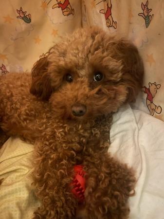 Image 5 of - Red Toy Poodle For Sale -