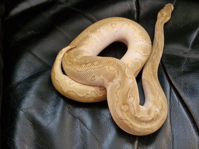 Preview of the first image of Lesser Blade Clowncb23 male Royal Python.