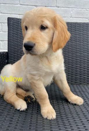 Image 7 of *READY NOW!! 2 Girls left! Gorgeous Golden Retriever Puppies