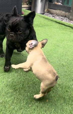 Image 9 of 8 week old French Bulldog boys ready for loving home