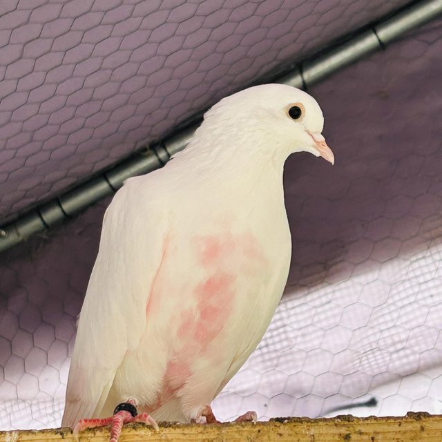 High flyer pigeon Indian breed malvi — photo 3 of 4