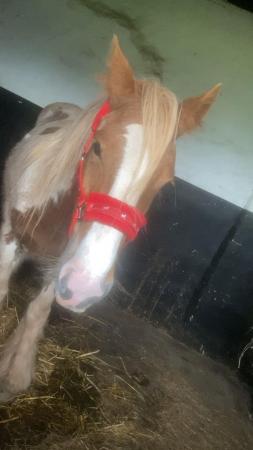 Image 2 of Gypsy cob mare standing at 14.2