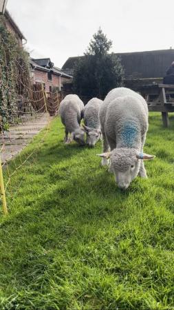 Image 3 of Friesland x Dorset ewe lambs High yield dairy sheep