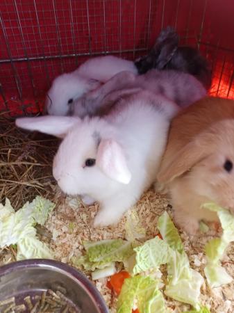 Image 10 of Mini lops 8wks old 5  £30 or two for £50