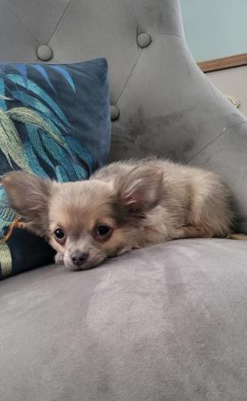 Image 8 of Male Longhaired Blue Sable Chihuahua pup