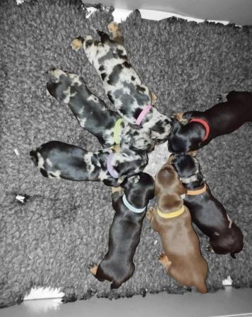 Image 3 of KC reg - Champions Line Smooth Haired Dachshund puppies