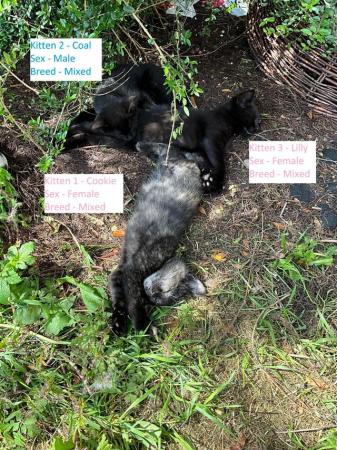 Image 4 of Black Kittens Manchester £55