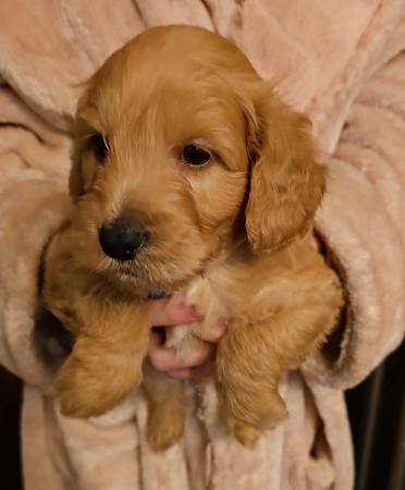 Image 15 of Cockapoo puppies for sale blonde and red