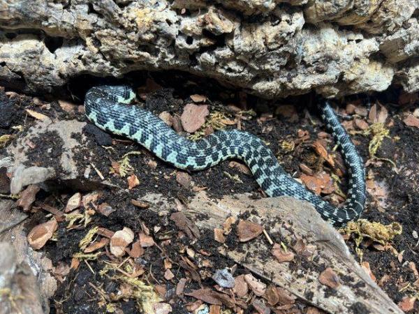 Image 2 of Madagascar Giant Hognose Snake CB2023