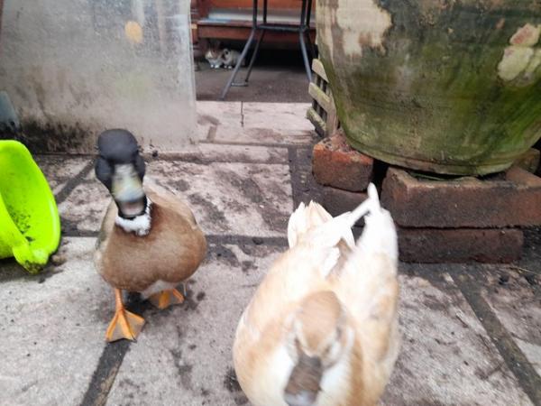 Image 2 of 2 call ducks Free to a good home